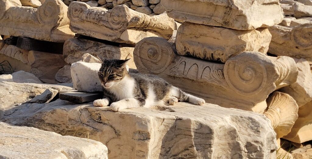 Athens cat