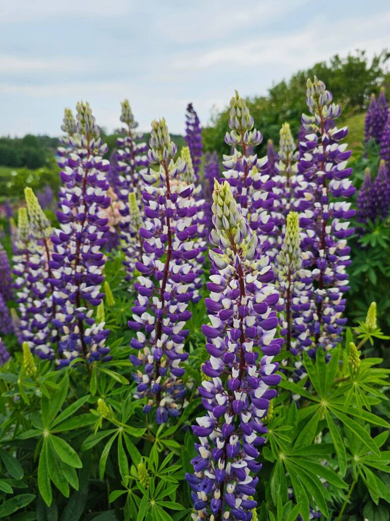 Purple flowers
