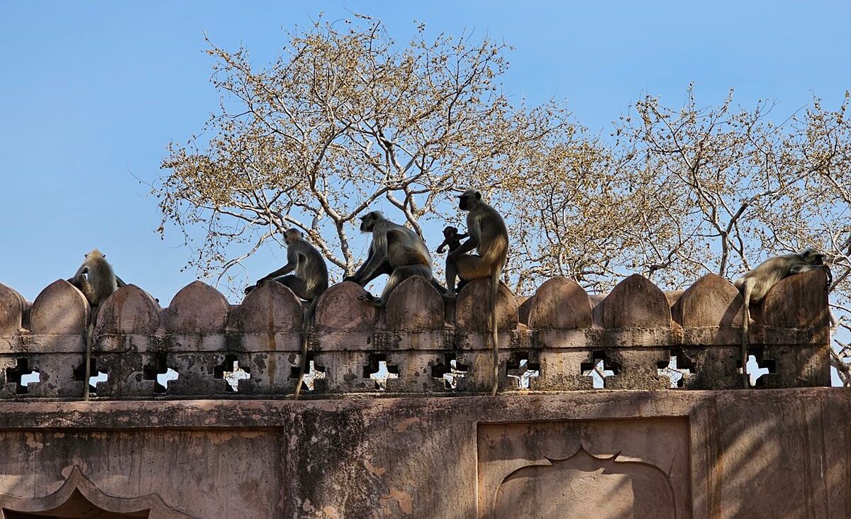 12 Days in India: Delhi, The Taj Mahal, and a Tiger Safari