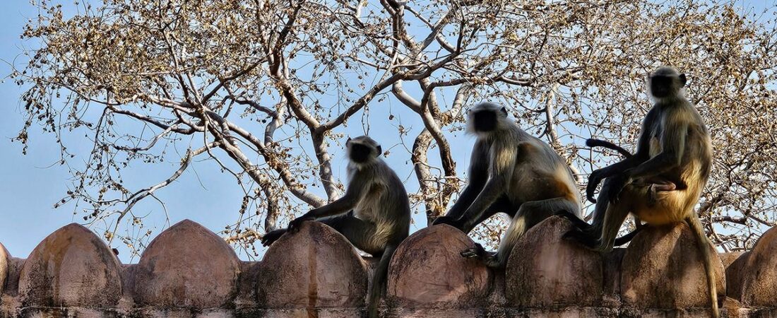 12 Days in India: Delhi, The Taj Mahal, and a Tiger Safari