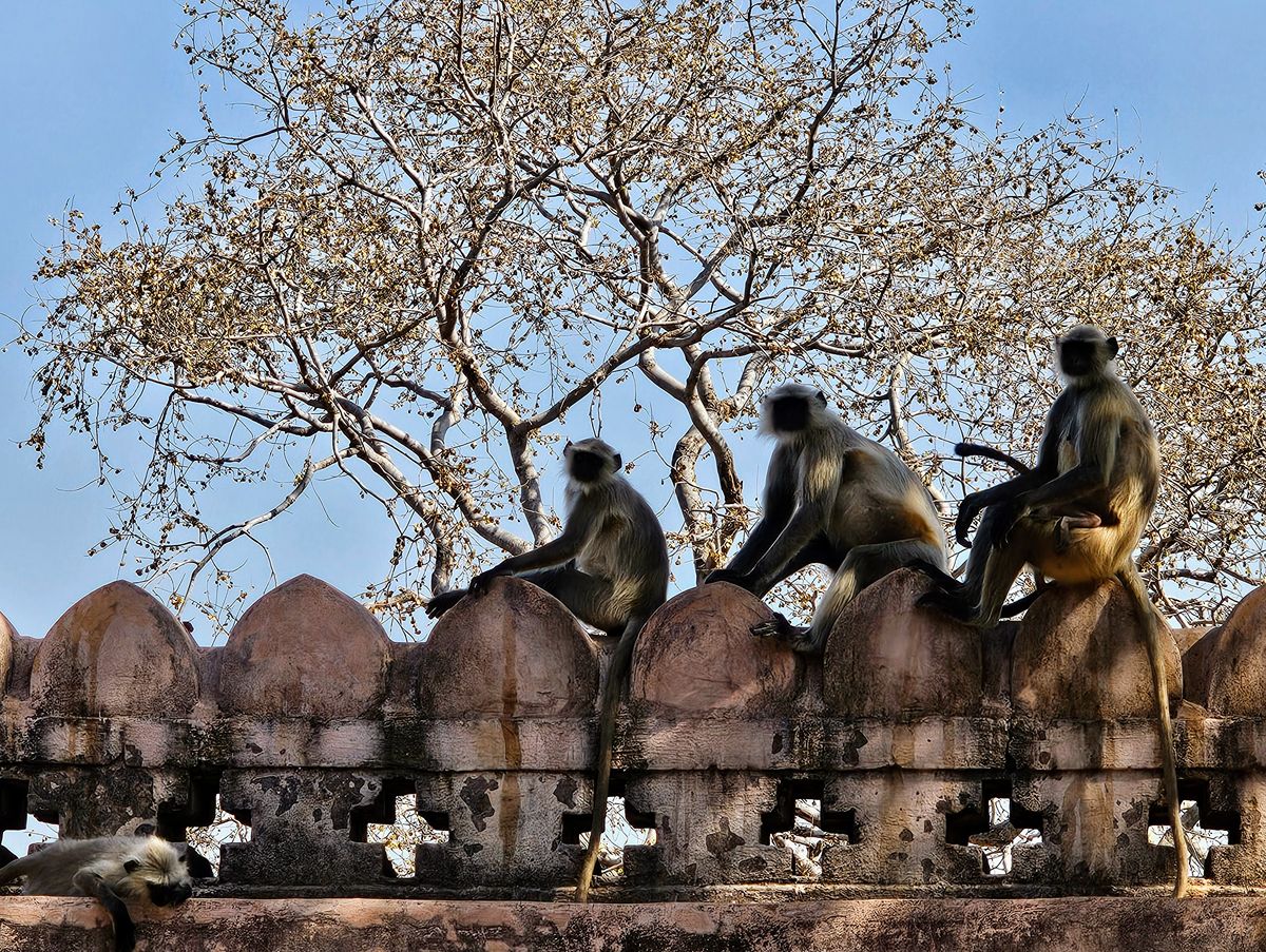 12 Days in India: Delhi, The Taj Mahal, and a Tiger Safari