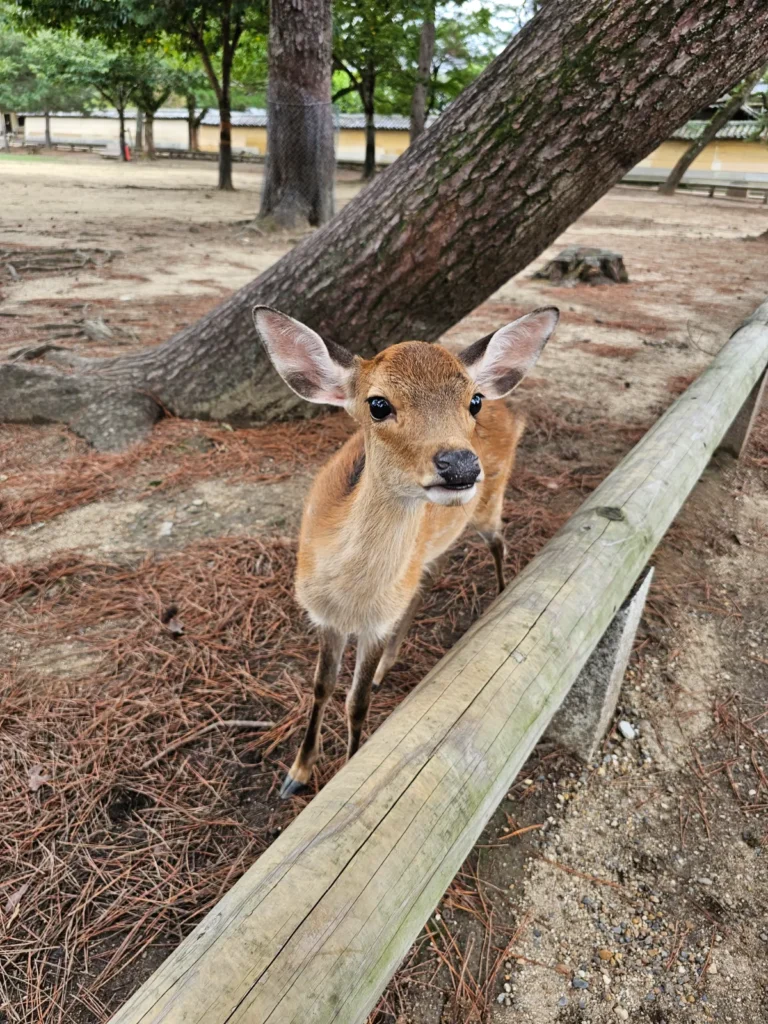 Nara Deer