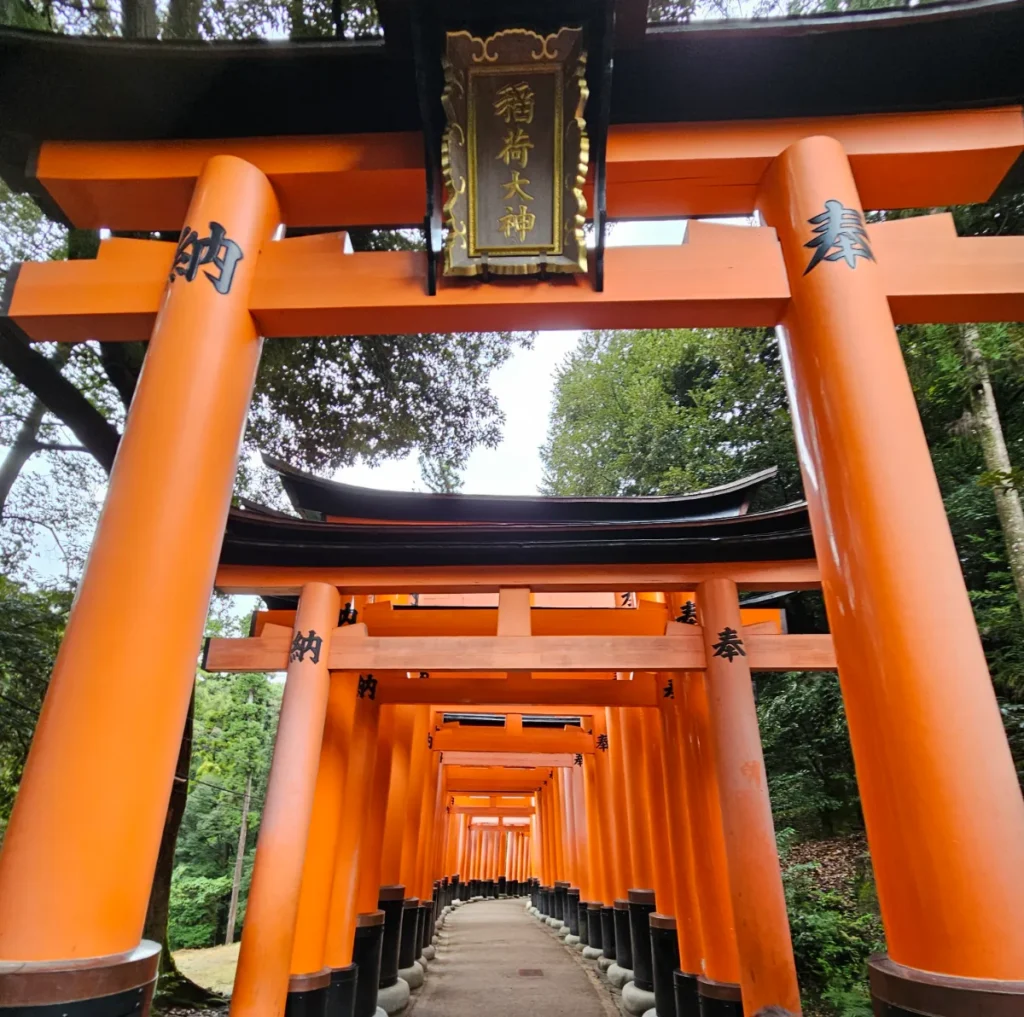 torii gates at Fushimi Inari